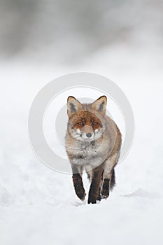 Fox in the snow photo