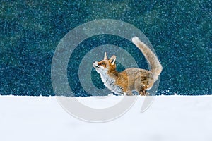 Fox in snowfall. Red fox, Vulpes vulpes, jumping in snow and playing with snowflakes. Pure winter fun of beautiful beast.