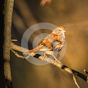 Fox Sparrow