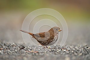 Fox sparrow feeding on the ground