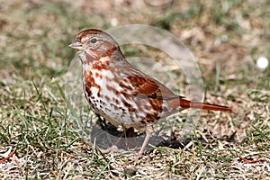 Fox Sparrow (Passerella iliaca)