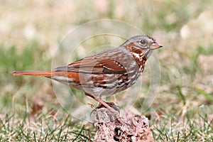 Fox Sparrow (Passerella iliaca)