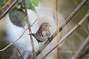 Fox sparrow Passerella iliaca