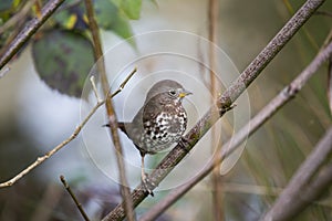 Fox sparrow Passerella iliaca