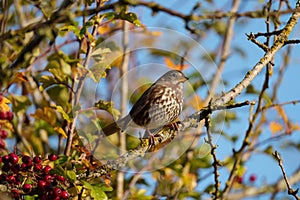 Fox sparrow resting on tree branch