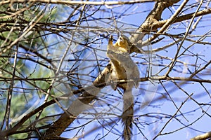 The fox squirrel (Sciurus niger),