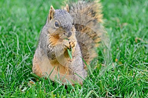 Fox Squirrel Calmly sitting eating a piece of green graass