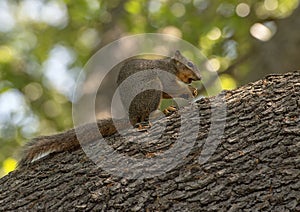 Fox Squirrel eating a nut perched on a large tree branch, Dallas Arboretum