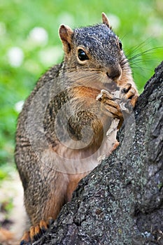 Fox Squirrel Eating A Peanut