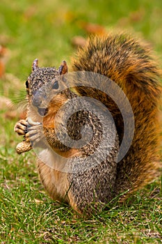 Fox Squirrel Eating A Peanut