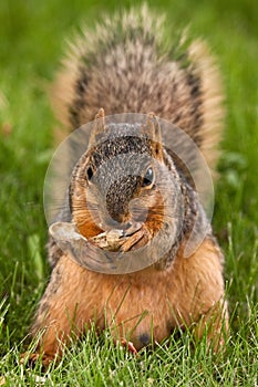 Fox Squirrel Eating A Shelled Peanut