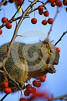 Fox Squirrel Eats Hawthorn Berries  26266