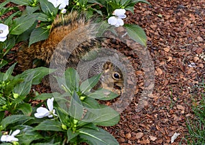 Fox squirrel enjoying a nut in the flowers in the Dallas Arboretum and Botanical Gardens
