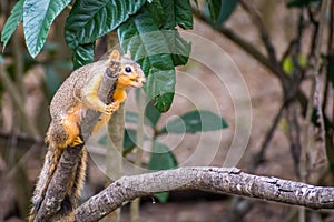 A Fox Squirrel in Estero Llano Grande State Park, Texas