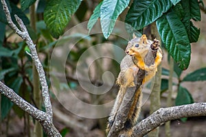 A Fox Squirrel in Estero Llano Grande State Park, Texas