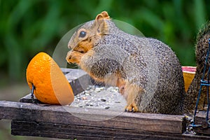 A Fox Squirrel in Estero Llano Grande State Park, Texas