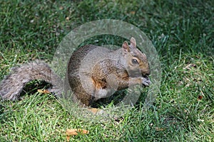 Fox Squirrel in the Grass photo