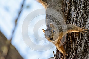 Fox Squirrel Hanging Upside down from Tree. Text Left