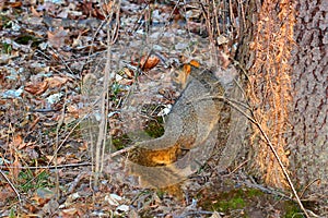 Fox Squirrel Illinois wildlife