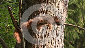 Fox squirrel resting on a tree