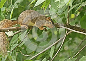 Fox Squirrel (sciurus niger)