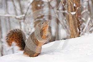 Fox Squirrel (Sciurus niger}