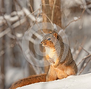 Fox Squirrel, Sciurus niger