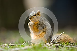 Fox Squirrel Sciurus Niger