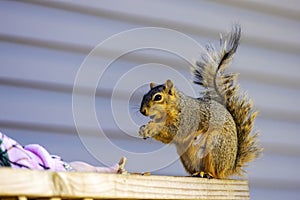 The fox squirrel (Sciurus niger),