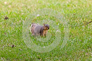 The fox squirrel (Sciurus niger)