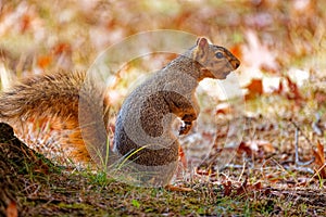 The fox squirrel (Sciurus niger)