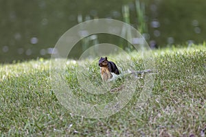The fox squirrel (Sciurus niger)