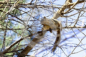 The fox squirrel (Sciurus niger),