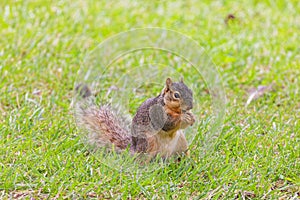 The fox squirrel (Sciurus niger)
