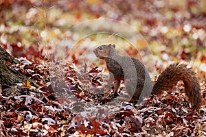 The fox squirrel (Sciurus niger)