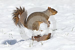 Fox squirrel, Sciurus niger, sitting on snowy stump and scrabbling snow by forelegs. Squirrel isolated on white snow.