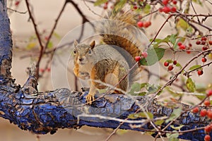 Fox squirrel, Sciurus niger, sitting on tree branch with cortex blue colored. Urban wildlife from city park.