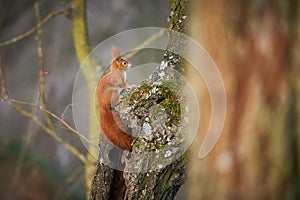 Fox squirrel Sciurus vulgaris sitting on branch