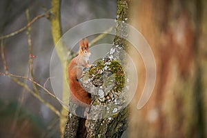 Fox squirrel Sciurus vulgaris sitting on branch