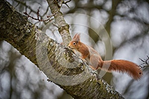 Fox squirrel Sciurus vulgaris sitting on branch