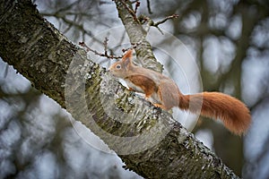 Fox squirrel Sciurus vulgaris sitting on branch