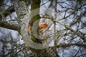 Fox squirrel Sciurus vulgaris sitting on branch