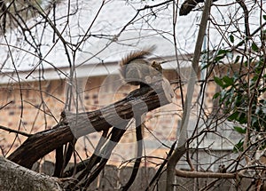 Fox squirrel sitting on a cut limb on a windy winter day