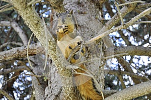 Fox squirrel sitting on tree branch eating a peanut