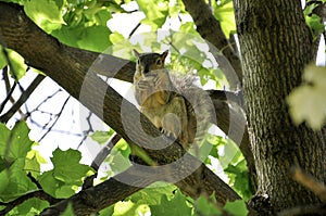 Fox squirrel sitting on tree branch eating a peanut