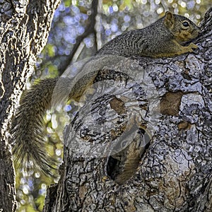 Fox Squirrel in Tree Hole Looking up at Squirrel on Tree Limb