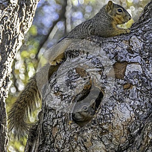 Fox Squirrels on Tree Limb and Tree Hole