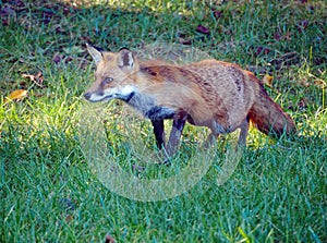 A fox stalking its prey