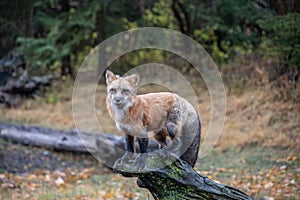 Fox standing on mossy stump