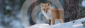 A fox is standing in the snow, looking at the camera